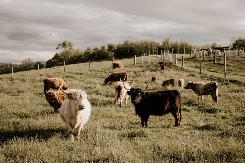 Cyrus Ridge Farm