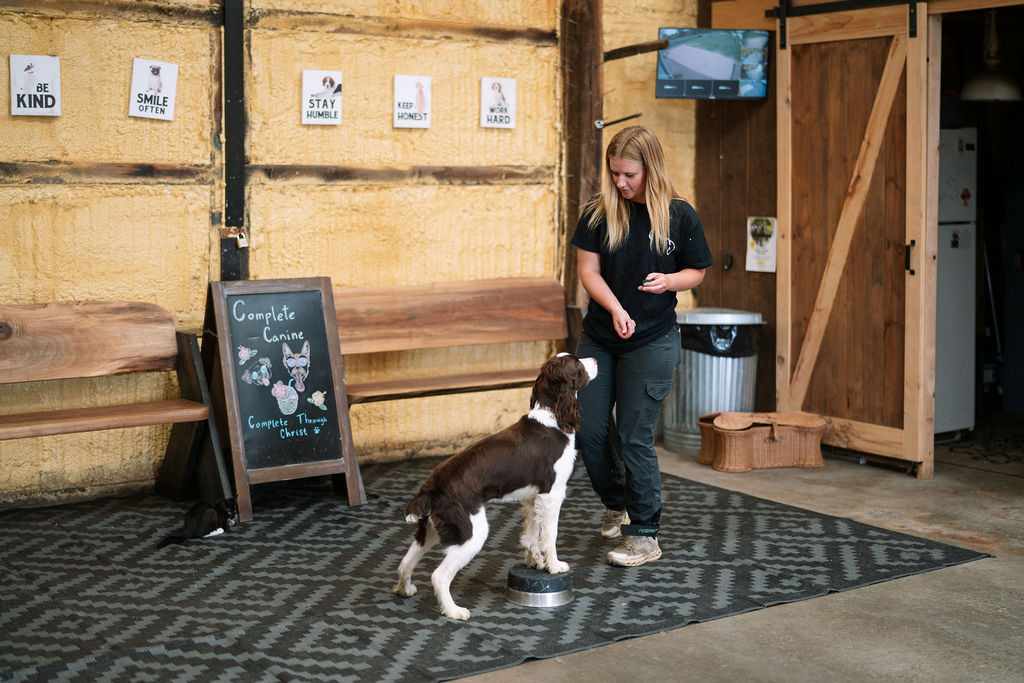 Dog trainer working with a dog at Complete Canine.