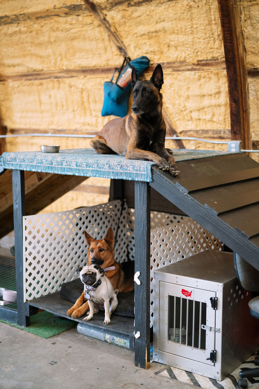 Dogs practicing on raised platforms inside the Complete Canine training space.