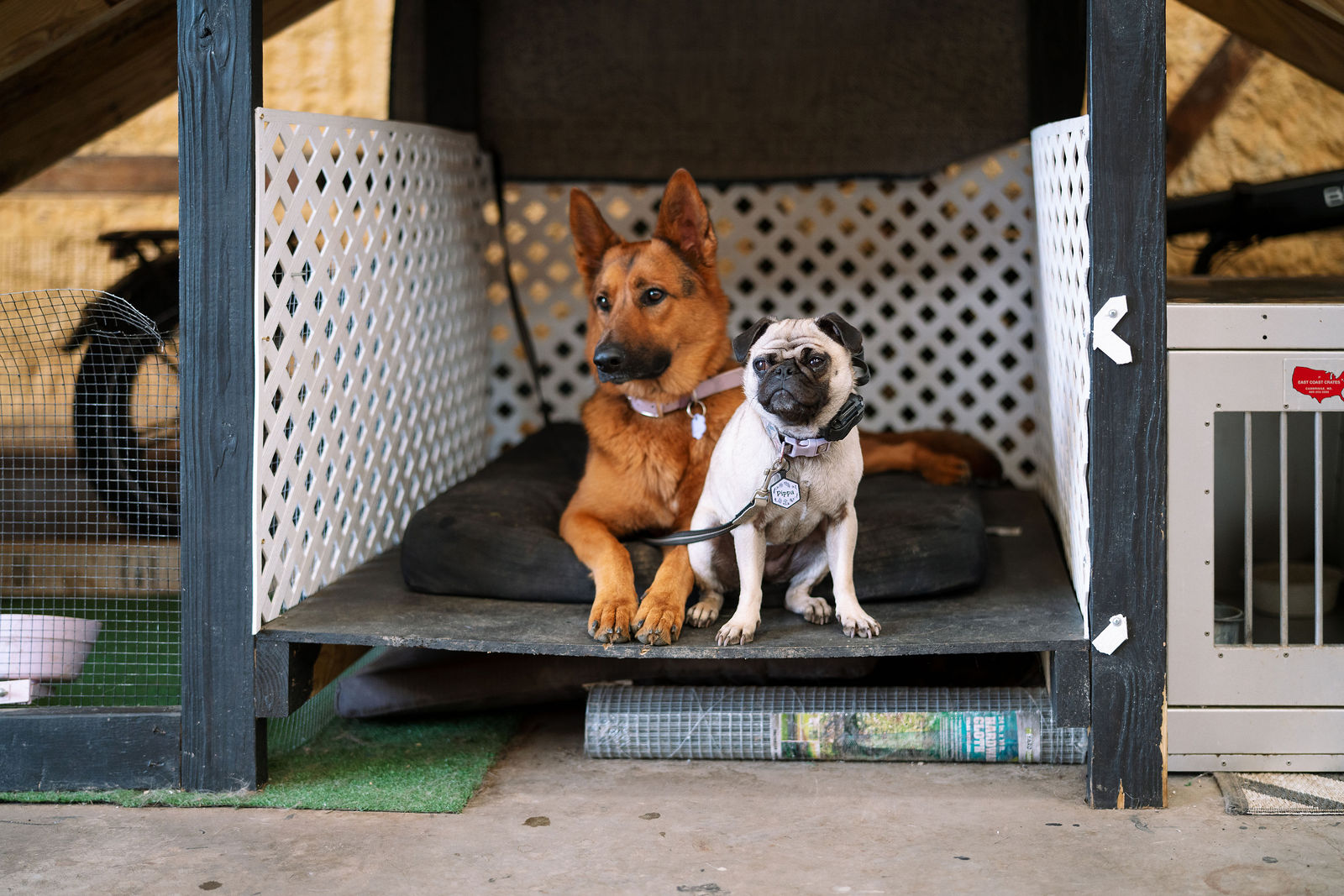 Two dogs resting together on a raised training platform.