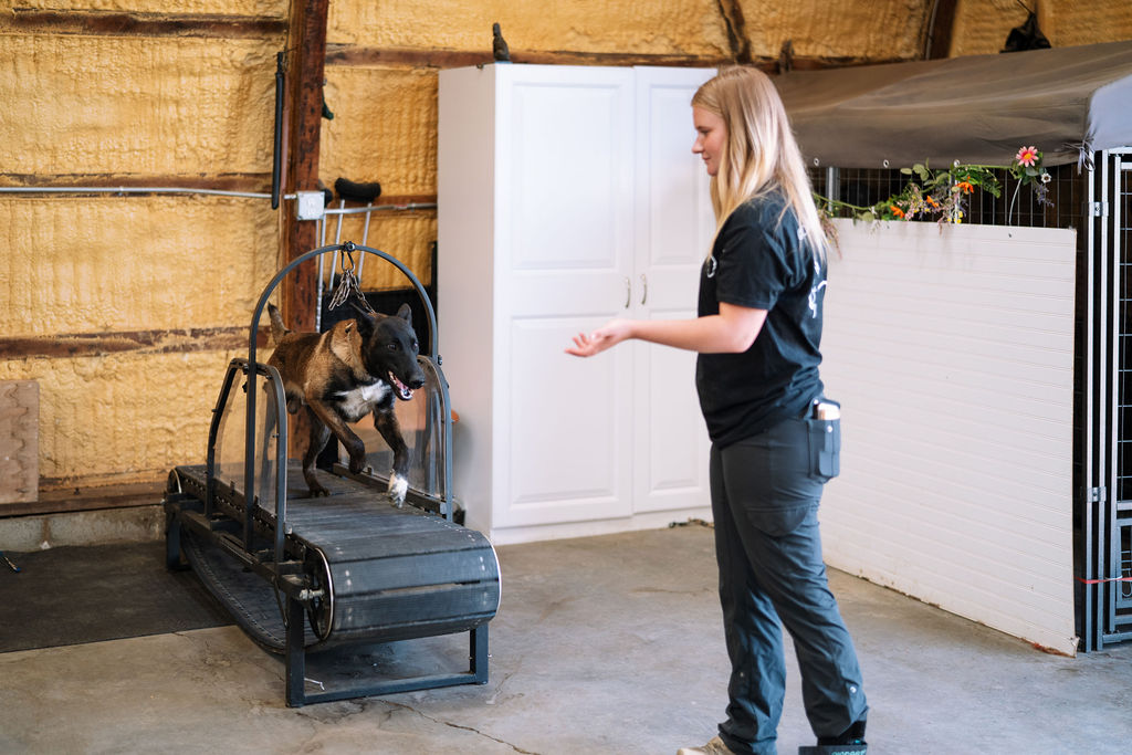 Trainer guiding a black dog on a canine treadmill.