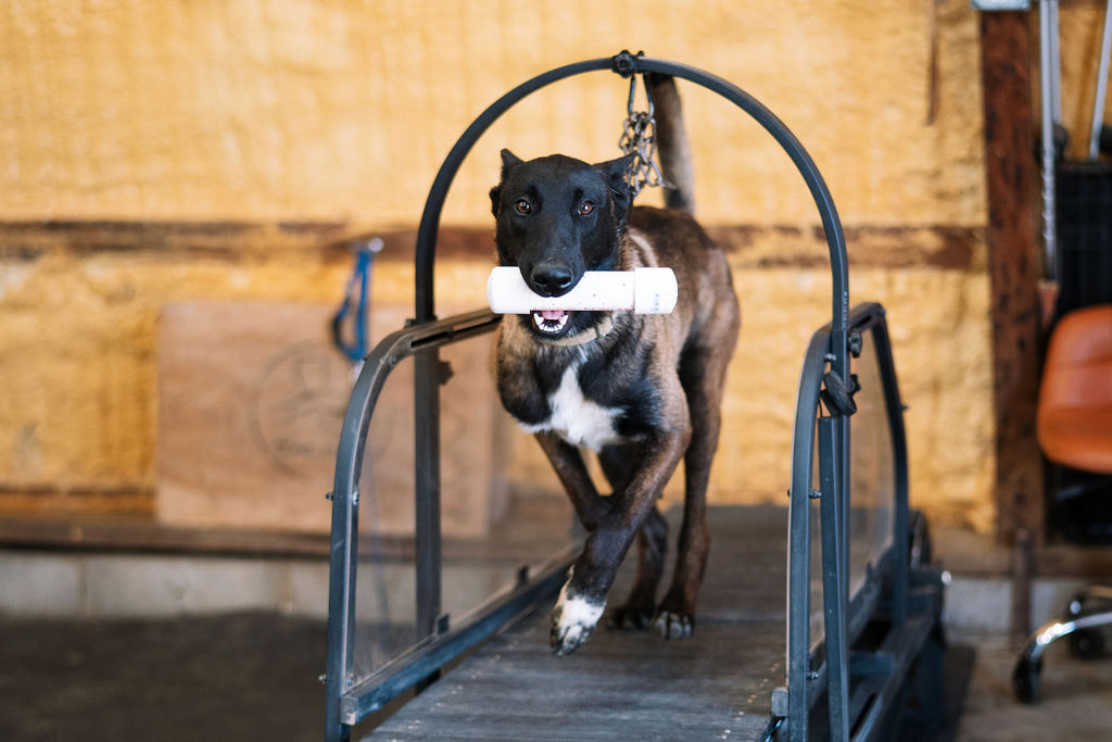 Black dog facing the camera while using a canine treadmill.