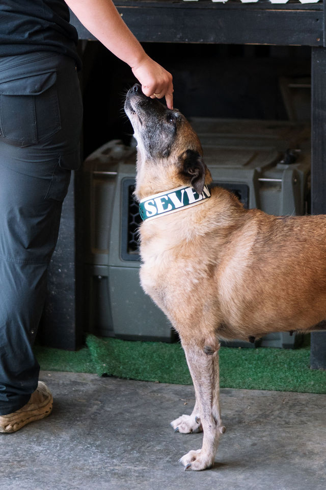 Trainer rewarding an attentive brown dog with a hand cue.