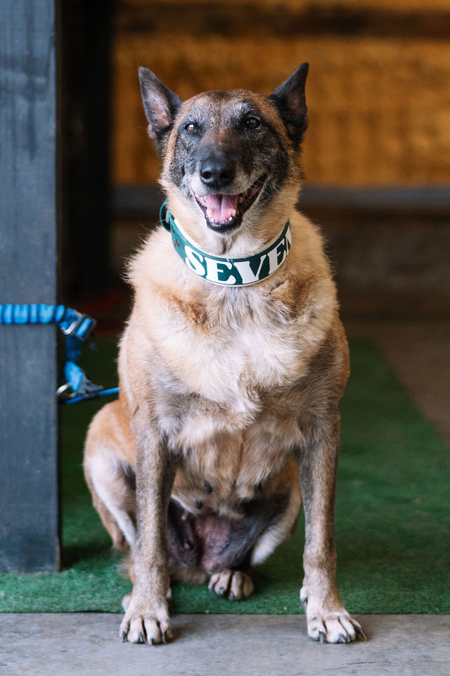 Brown dog sitting attentively inside the training facility.