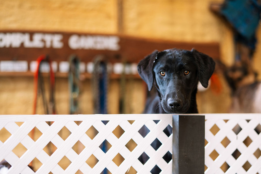 Black dog peering over a white training partition.