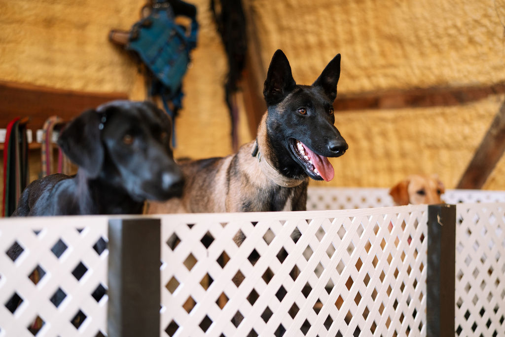 Two attentive dogs behind a white partition at Complete Canine.