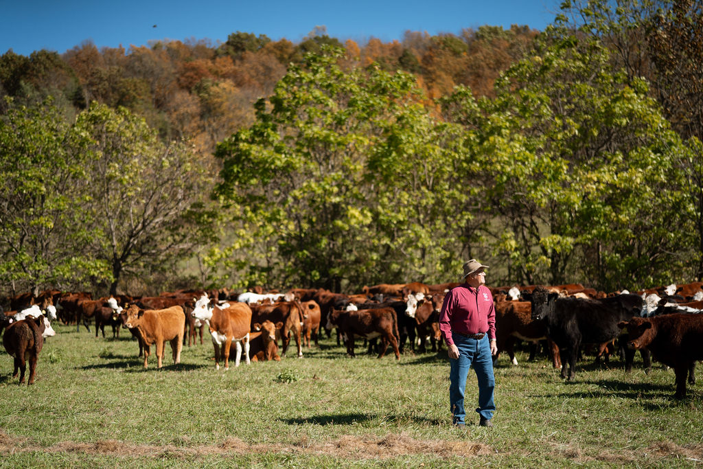 Farmer standing with a herd of cattle in an autumn pasture at Polyface Farm.