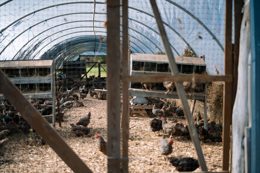 Chickens inside a sunlit hoop-house shelter at Polyface Farm.