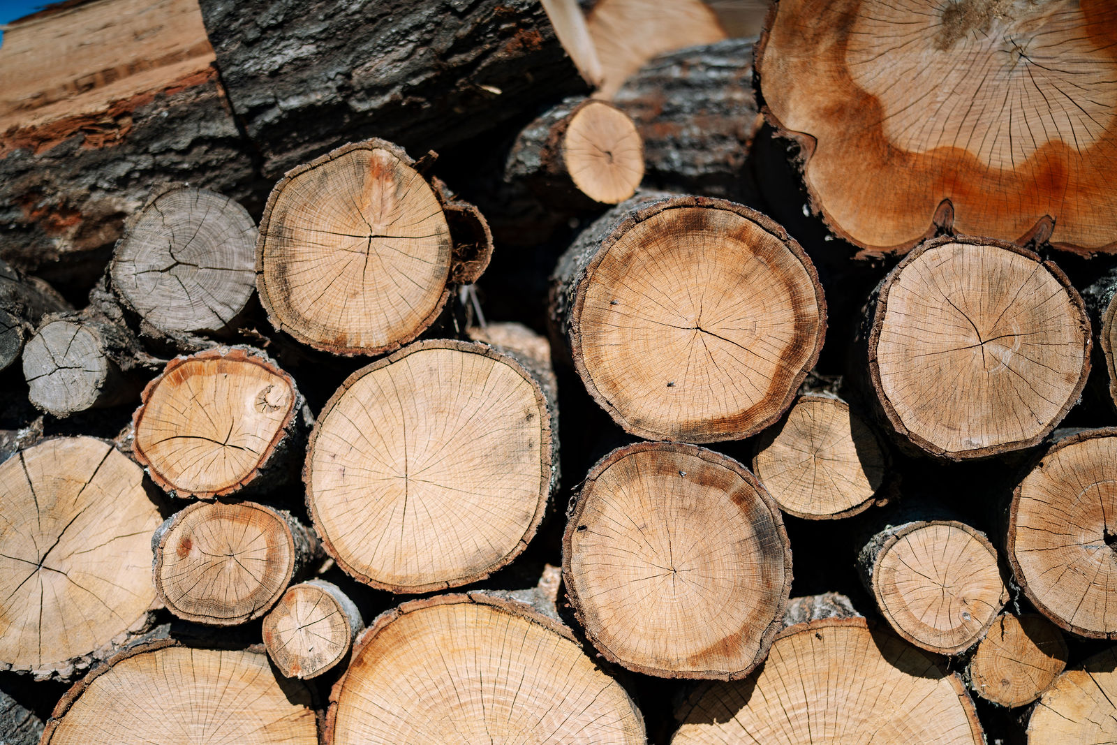 Cut logs stacked together, showing the rings and textures of the wood.