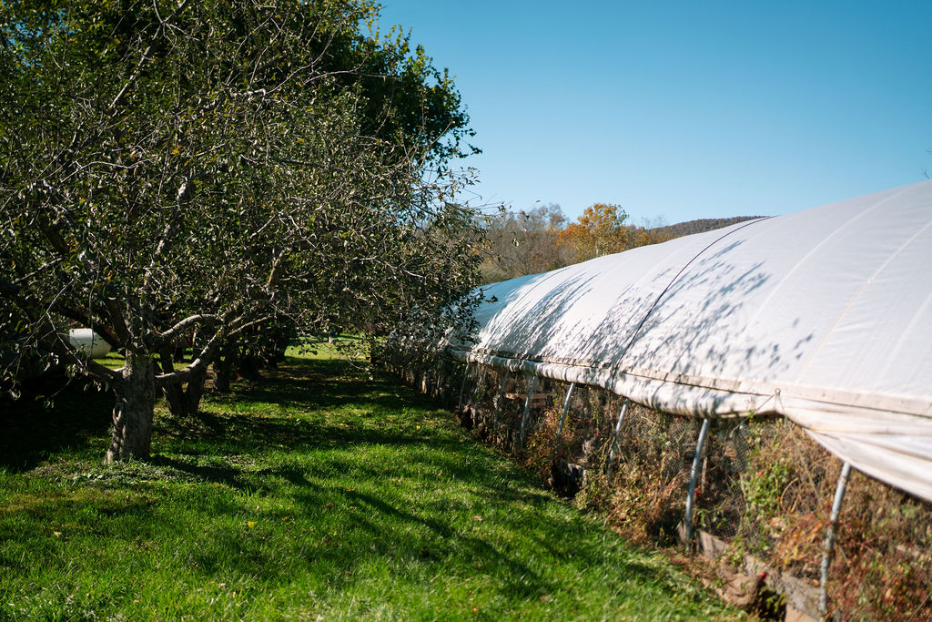 Green orchard grass beside a long white hoop-house at Polyface Farm.