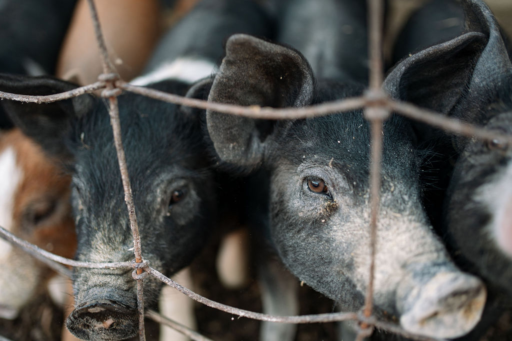Two pigs looking through a wire fence at Polyface Farm.