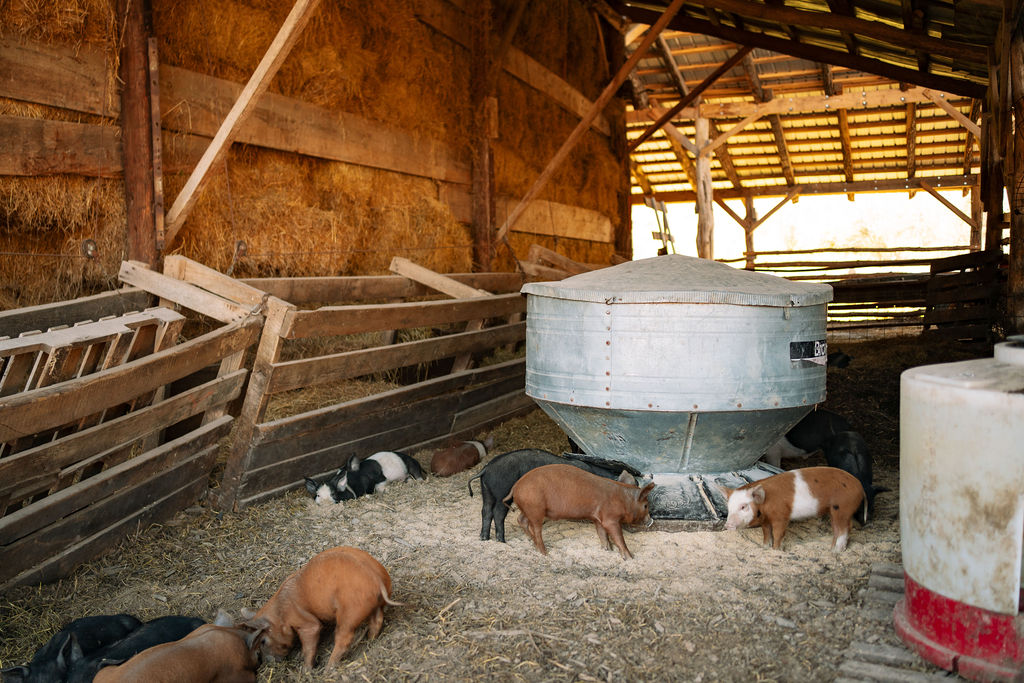 Pigs resting in the bedding of an open wooden barn.