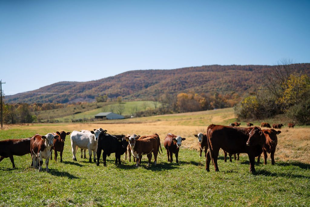 Cattle gathered in a green pasture below autumn-colored hills.