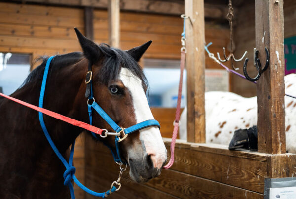 Brown horse wearing a blue halter inside a wooden stable.
