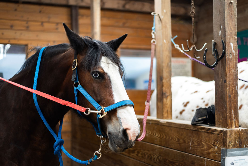 Brown horse wearing a blue halter inside a wooden stable.