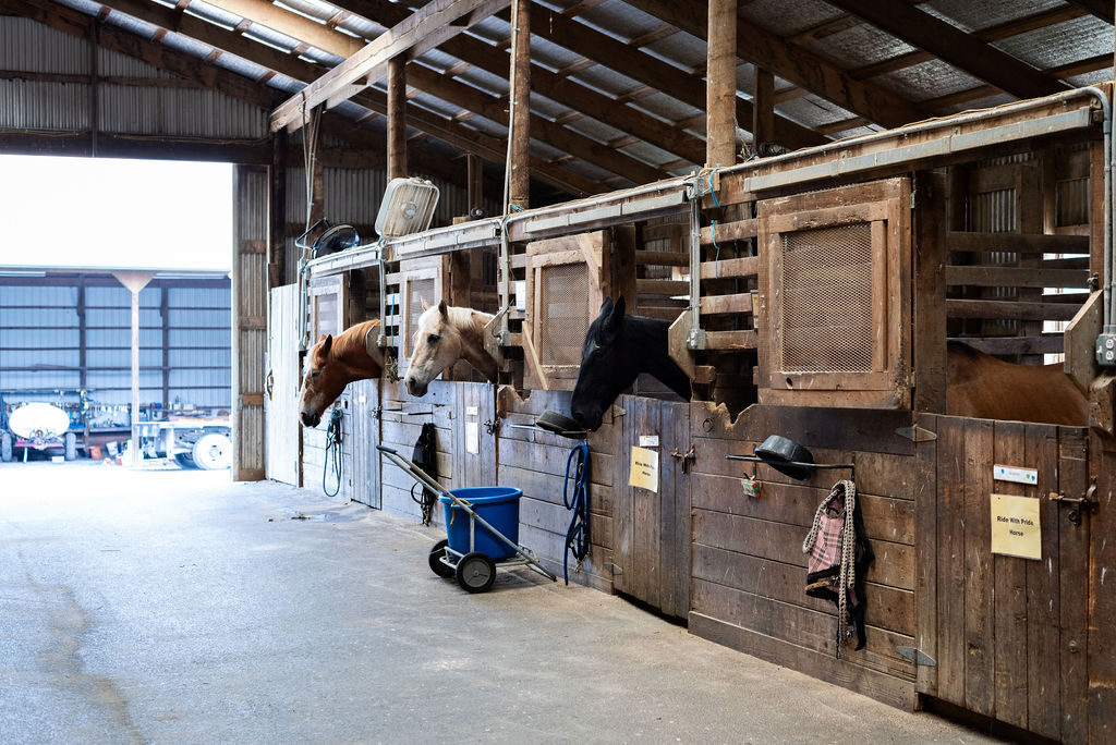 Sunlit stable aisle lined with wooden stalls and horses looking out.