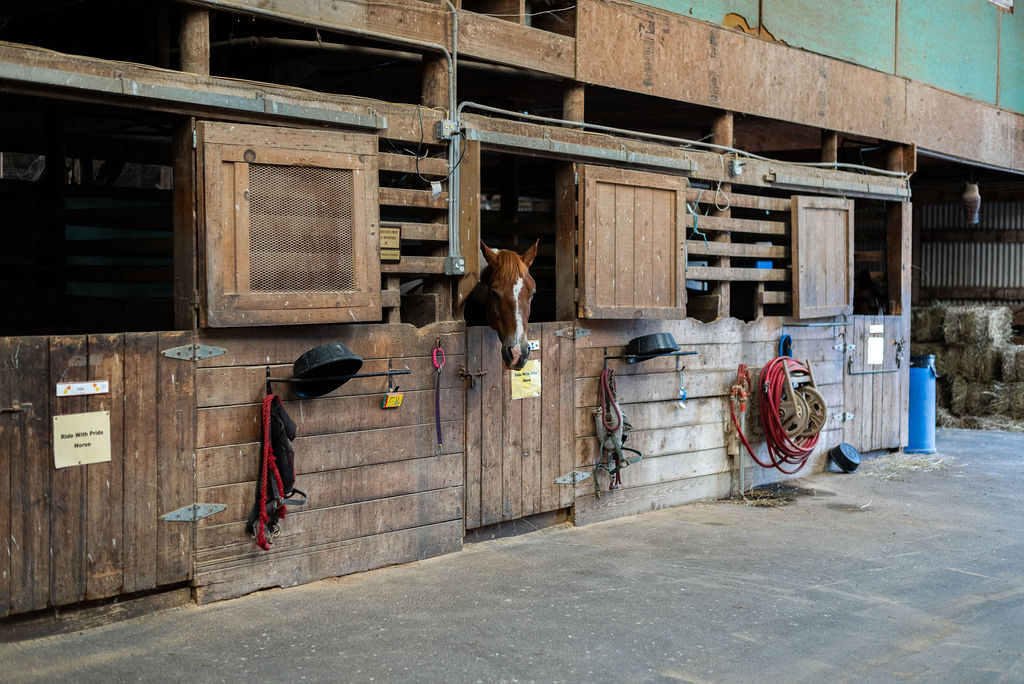 Horses looking out over wooden stall doors in the Ride With Pride barn.