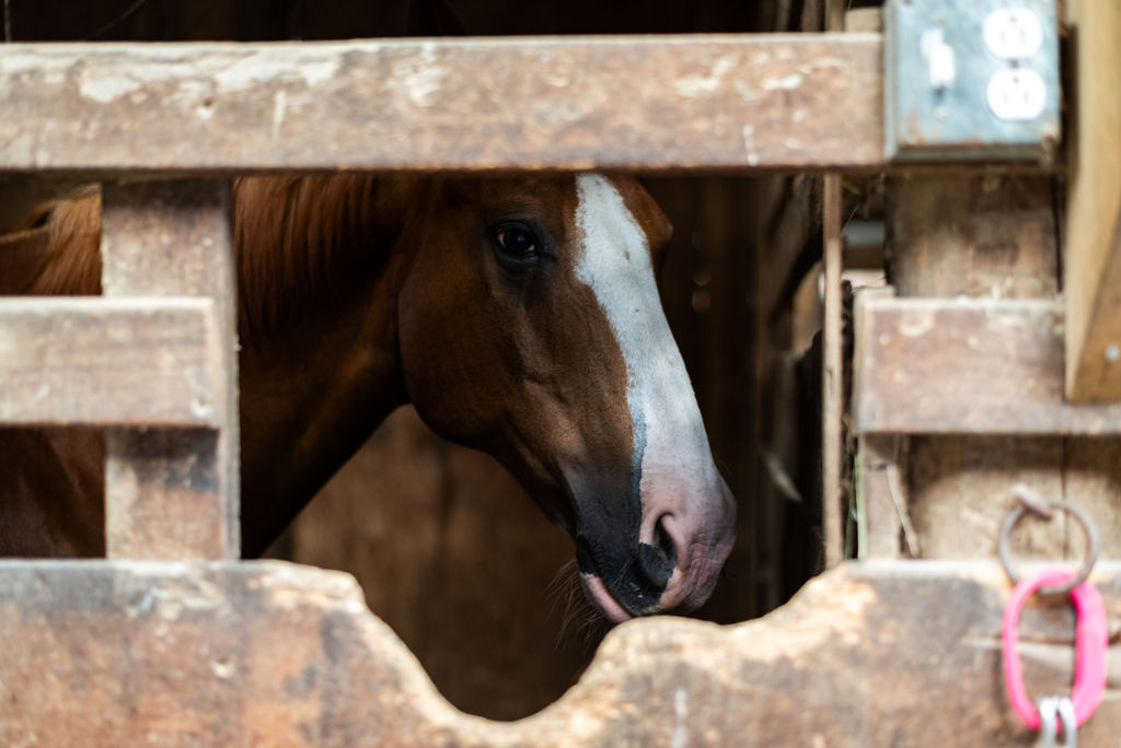 Close-up of a brown horse looking through a wooden stall opening.