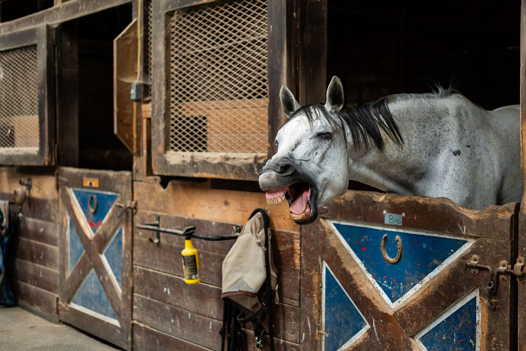 Gray horse leaning over a colorful wooden stall door.