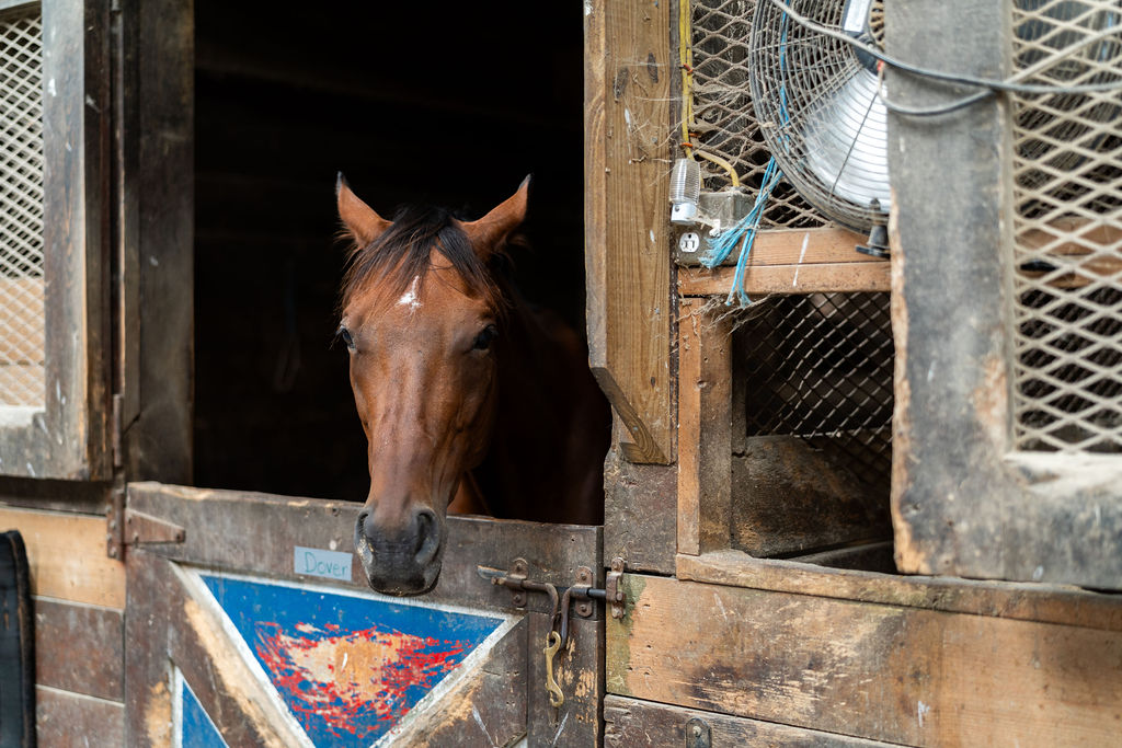 Brown horse resting its head over a painted stall door.