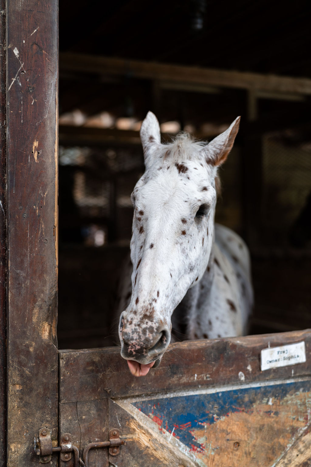 Spotted white horse looking out from a wooden stall.