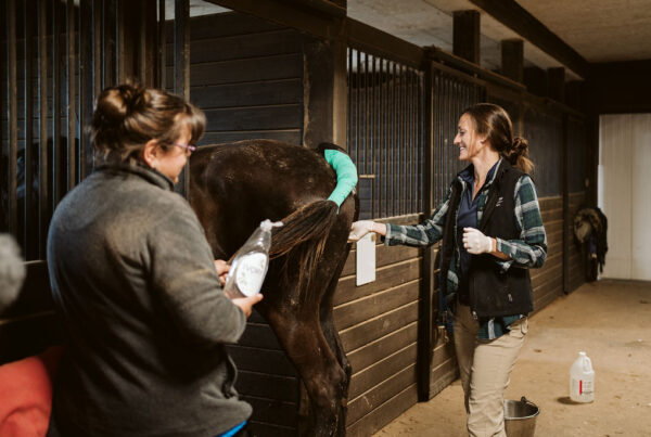 Veterinary team preparing to care for a horse inside a wooden stable.