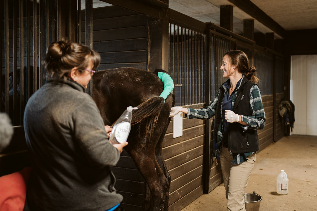 Veterinary team preparing to care for a horse inside a wooden stable.