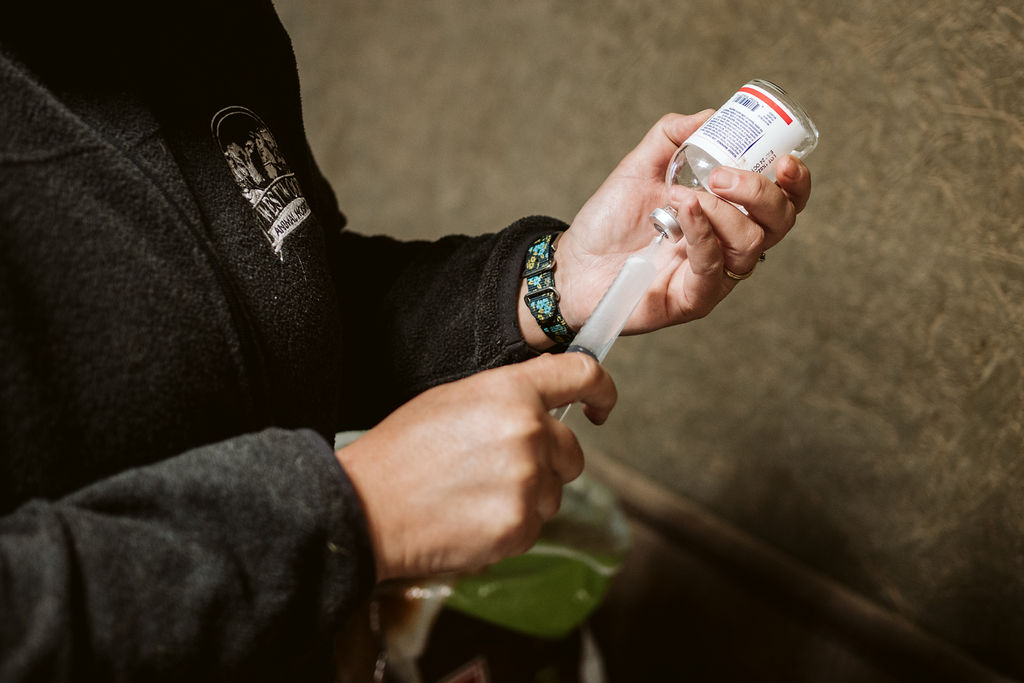 Close-up of hands preparing a syringe and medicine vial for veterinary care.