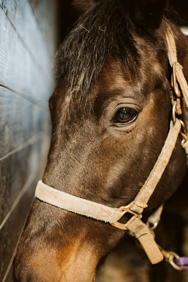 Close-up of a horse’s eye and halter in soft stable light.