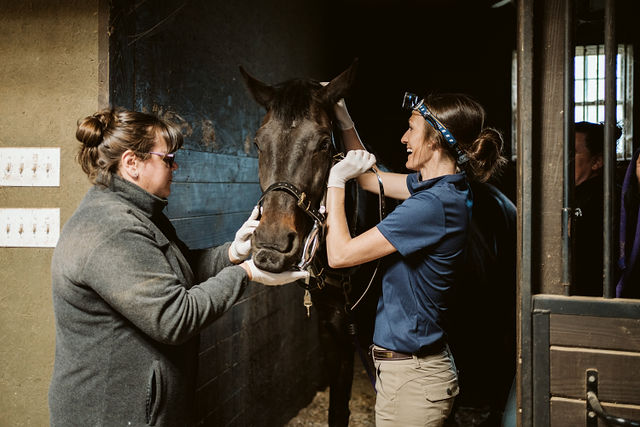 Veterinary team examining a horse’s head in a stable.