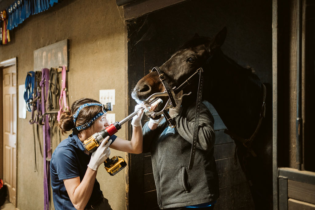 Veterinary team performing equine dental care with specialized equipment.