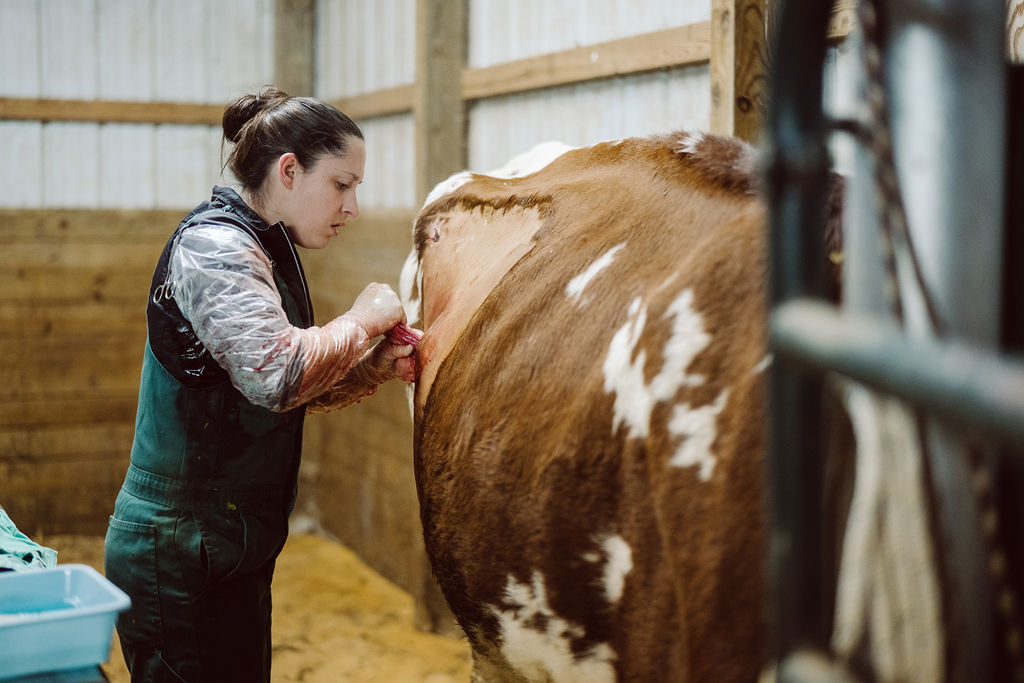 Veterinary professional caring for a cow in a livestock handling area.