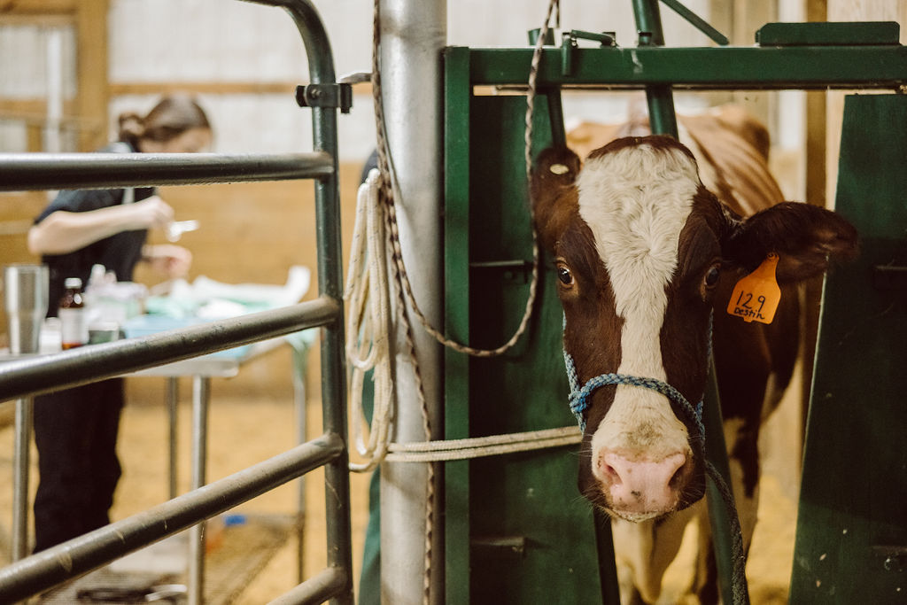 Brown-and-white cow looking through a green livestock gate.